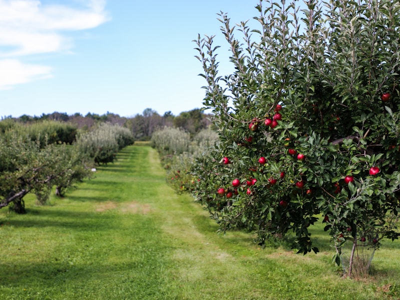 Rows of apple trees in an orchard