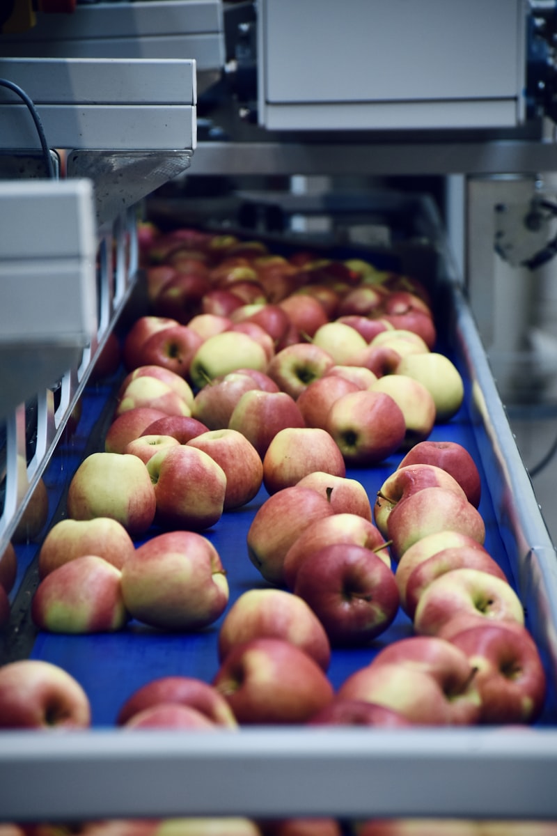 Apples being sorted on a production line