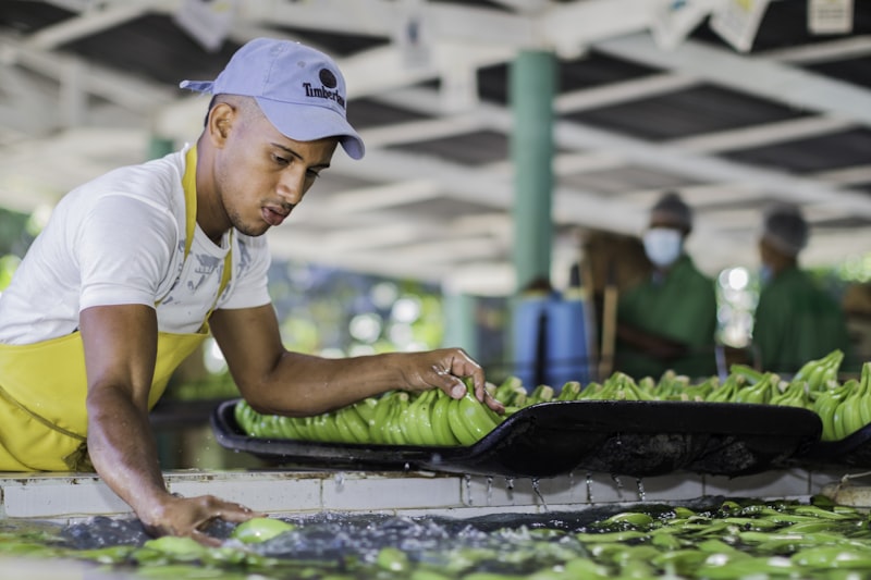 Worker inspecting produce quality at a sorting station