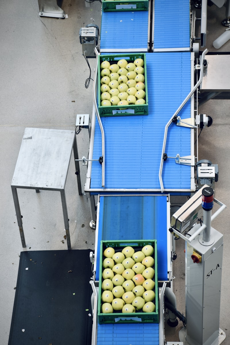 Crates of lemons on a sorting conveyor line